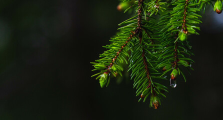 close up of pine needles