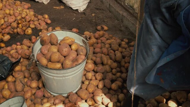 Grandma sorting potato. Tubers harvested time, agriculture, work potato plantations, vegetable business for production of healthy vegetarian food, proper nutrition from garden.