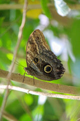 Fototapeta premium Caligo Eurilochus butterfly on a green leaf