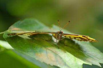 Malachite butterfly butterfly on a green leaf