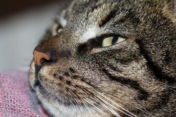 Sleepy cat Felix laying lazy on the couch