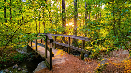 Low sun shining through forest of trees with a wooden bridge over a small stream