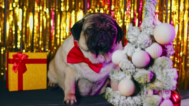 Adorable beige dog in bow tie in New Year's atmosphere. Cute full pug sitting near Christmas tree and gift box on background of bright tinsel.