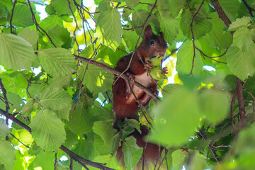 A busy squirrel gathering nuts and eating them