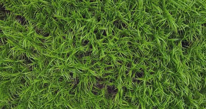 aerial image of green area in the middle of the forest