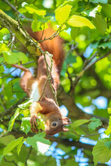 Fototapeta premium A busy squirrel gathering nuts and eating them