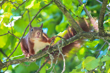 Fototapeta premium A busy squirrel gathering nuts and eating them