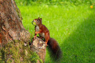 A busy squirrel gathering nuts and eating them
