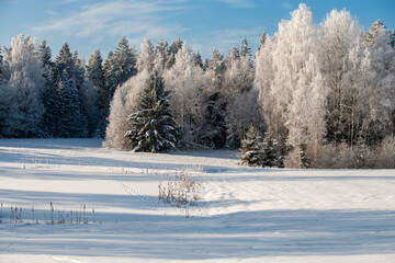 snow covered trees in winter