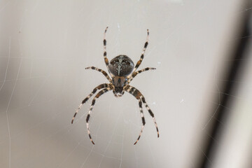 A Spider with a striped pattern waiting for its prey