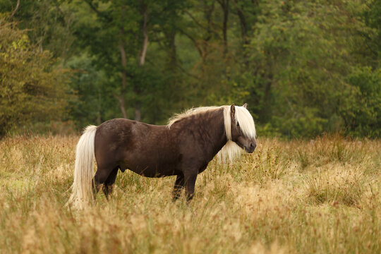Windfarbener Islandhengst