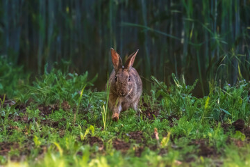 European hare , Lepus europaeus