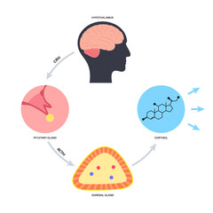 Stress responce system