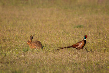  hare  and pheasant in the field © Mariana