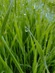 dew on grass