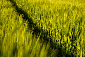 Young green barley growing in fertile soil on agricultural field in spring. Unripe cereals. The concept of agriculture, organic food.