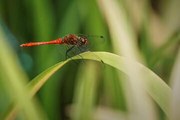 A red dragonfly sits on a blade of grass. 
Common darter male - Sympetrum striolatum