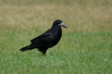 Black rook on the grass
Eurasian rook - Corvus frugilegus