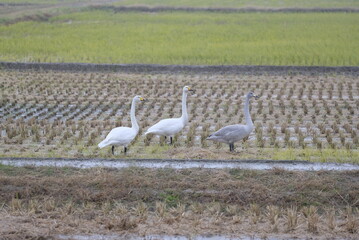 Swans eating in the rice field, 1/12/2021