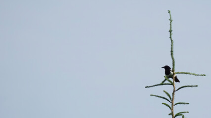 A magpie is sitting on a branch on the background of the blue sky