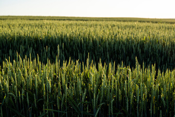 Close up of wheat ears growing on the field. Summer landscape. Agriculture harvest. Countryside background. Grain for wheat flour. Agribusiness.