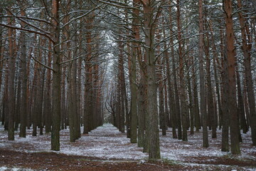 PAISAJE NEVADO. LARGOS TRONCOS DE ÁRBOLES.