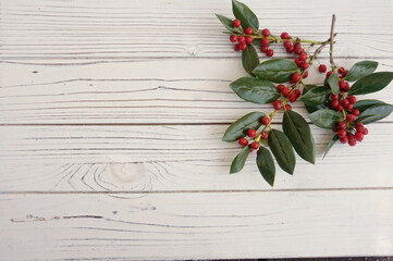 Spring of Bittersweet with Red Berries in Upper Right Corner of White Wooden Boards with Room for Text