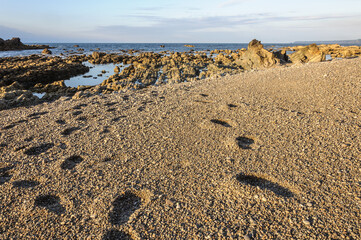 Huellas en una playa con rocas