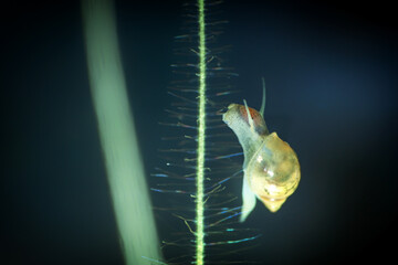 Physidae snail, bladder snails, family of air breathing freshwater snails, aquatic pulmonate...