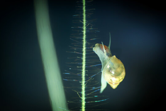 Physidae snail, bladder snails, family of air breathing freshwater snails, aquatic pulmonate gastropod molluscs. Aquascaping Animal macro close up photography with a focus gradient, soft background.