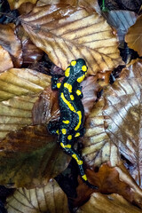 Black and yellow spotted fire salamander on autumn beech leaves in the autumn forest.