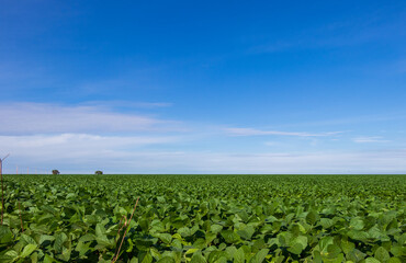 Plantação de soja em uma fazenda sob o céu azul.