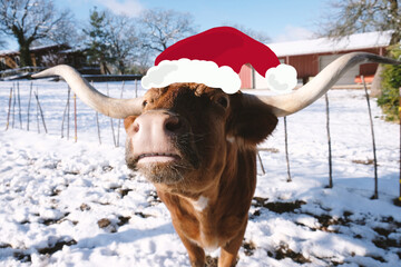Texas longhorn cow in snow during winter with Santa hat for funny farm Christmas greeting.