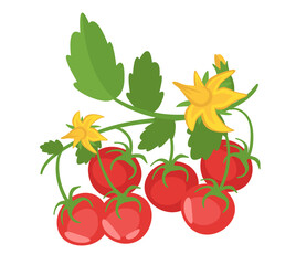 Vector cartoon style illustration of tomato brunch