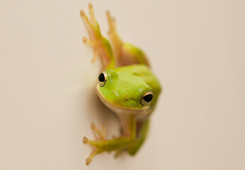 Green frog