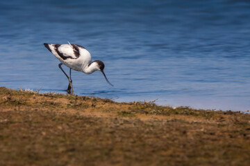 Pied Avocet, Recurvirostra avosetta