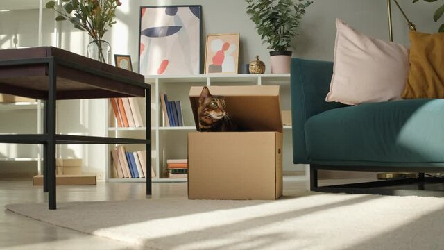 Bengal cat sitting in cardboard box in living room. Brown kitten with big green eyes close-up. Furry pedigreed pet relaxing. Little best friends. Keeping domestic animal at home.