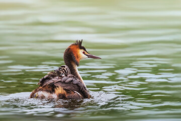 Great crested grebe carrying its chick, Podiceps cristatus
