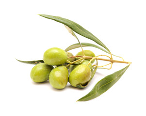 Agriculture of Gran Canaria -  small twigs of olive tree Olea europaea from Tirajana municipalities