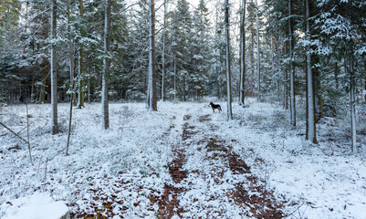 Black dog in a snowy fir forest. Świętokrzyskie Mountains Poland.