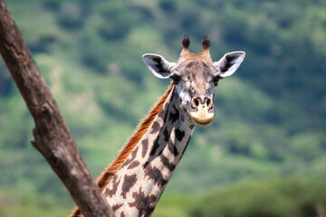 Giraffe 1