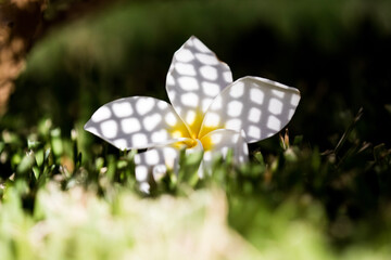 Frangipani with shadows