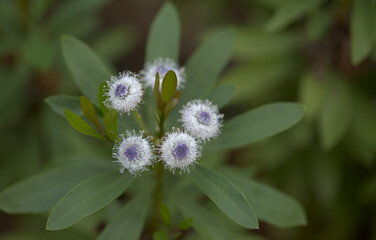 Flora of Gran Canaria -  small pale blue flowers of Globularia ascanii, endemic to the island, natural macro floral background

