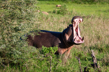 Hippopotamus yawn