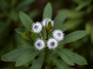 Flora of Gran Canaria -  small pale blue flowers of Globularia ascanii, endemic to the island,...