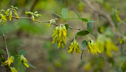 Flora of Gran Canaria -  yellow flowers of Anagyris latifolia, oro de risco or cliff gold, legume endemic to Canary Islands, 
almost extinct in the wild on the island natural macro floral background
