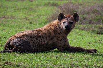 Hyaena sitting on grass.