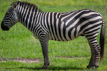 Fototapeta na wymiar Zebra standing