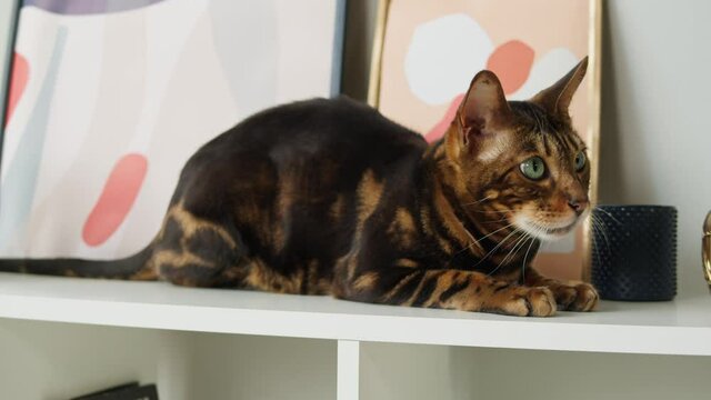 Bengal cat sitting on shelf close-up. Brown kitten resting on ledge near pictures. Furry pedigreed pet relaxing. Little best friends. Domestic animal at home.