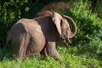 Elephant dust bath